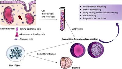 Exploring the black box of human reproduction: endometrial organoids and assembloids - generation, implantation modeling, and future clinical perspectives